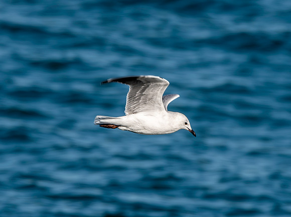 Black billed gull