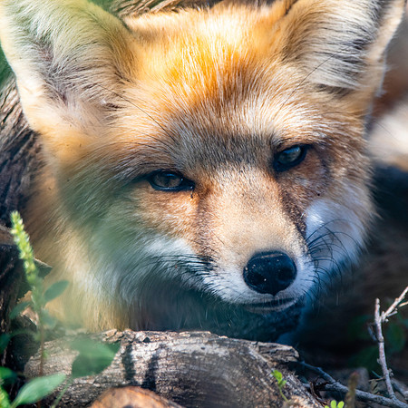 Red fox