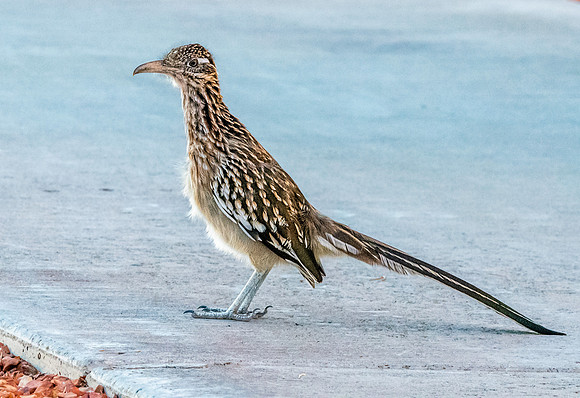 Greater roadrunner