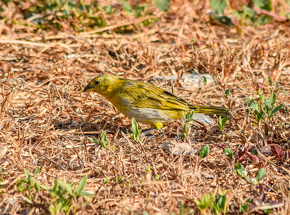 Saffron finch