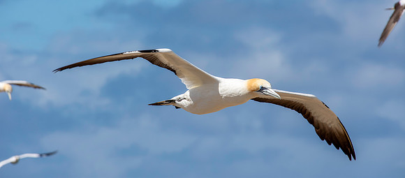 Southern, Australasian Gannet