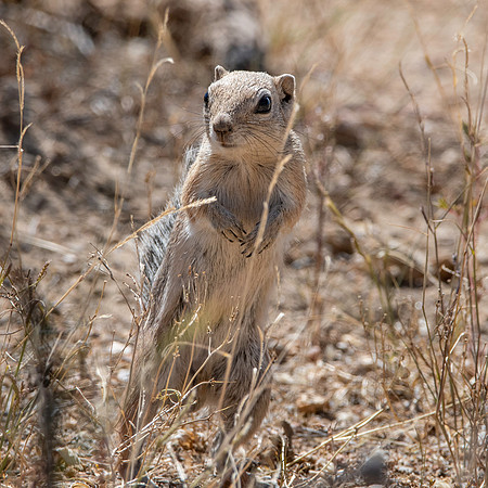 San Joaquin / Nelson antelope squirrel