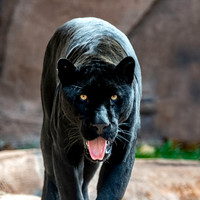 Black jaguar