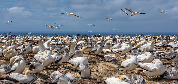 Southern, Australasian Gannet