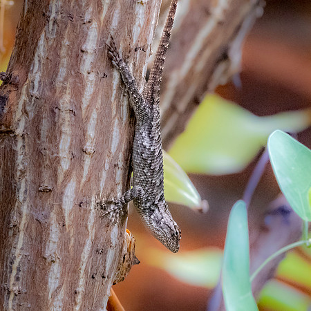 Clark's desert spiny lizard