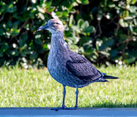 Kelp gull