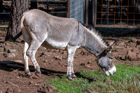 Burro