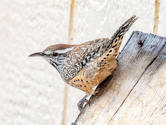 Cactus wren