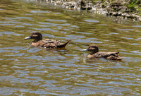 Brown teal / Pāteke