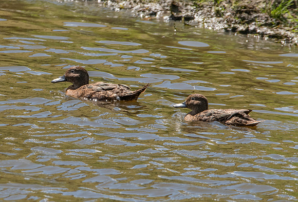 Brown teal / Pāteke