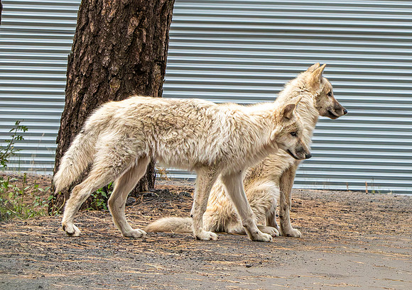 Arctic / Tundra wolf