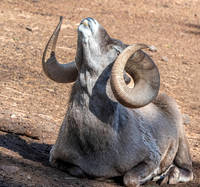 Big horn sheep