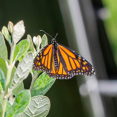 Monarch