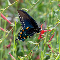 Pipevine swallowtail