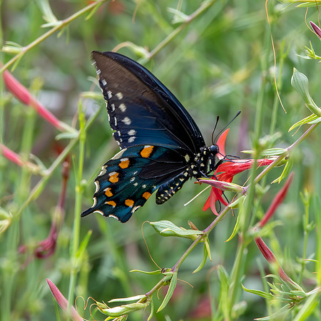 Pipevine swallowtail
