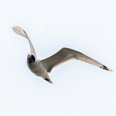 Pallas's gull