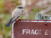 Say's phoebe