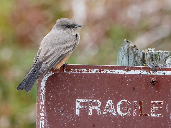 Say's phoebe