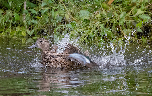 Blue winged teal female