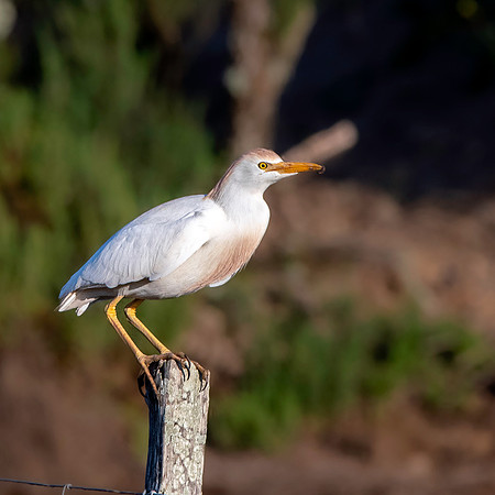 Cattle egret