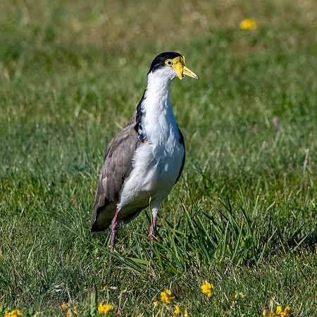 Masked plover / masked lapwing