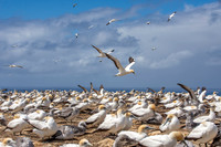 Southern, Australasian Gannet