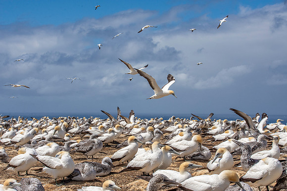 Southern, Australasian Gannet