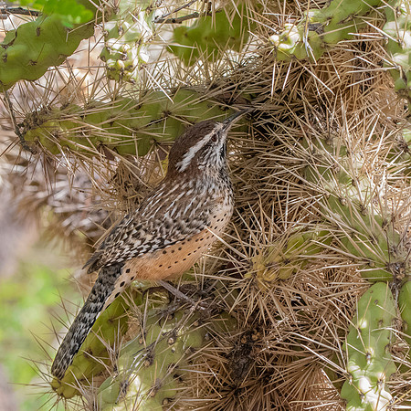 Cactus wren