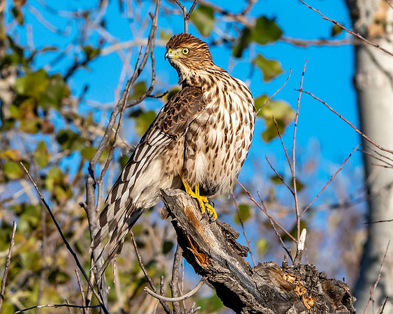 Cooper's hawk