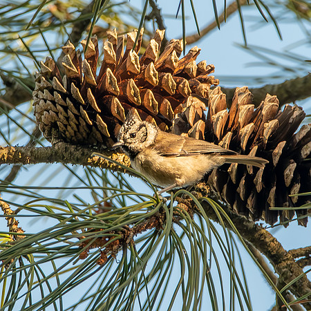 Crested tit