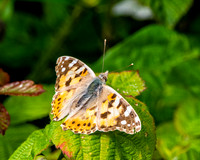 Painted lady