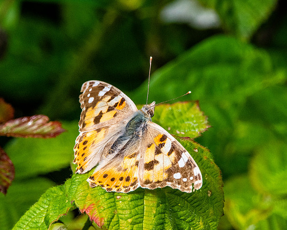 Painted lady