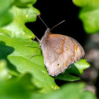 Meadow brown