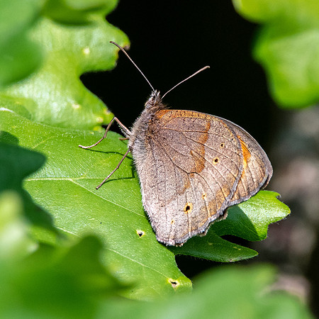 Meadow brown
