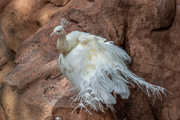 White pheasant