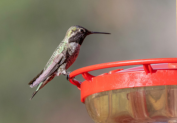 Black chinned hummingbird
