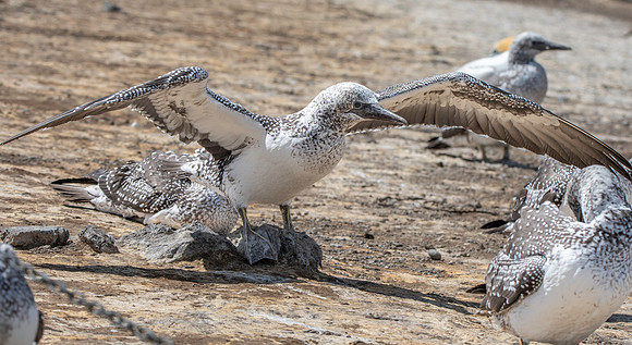 Southern, Australasian Gannet, immature