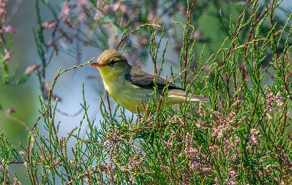 Melodious warbler