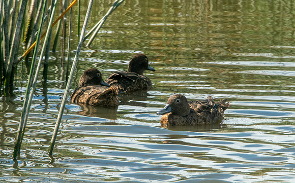Brown teal / Pāteke