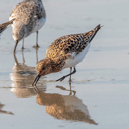 Sanderling