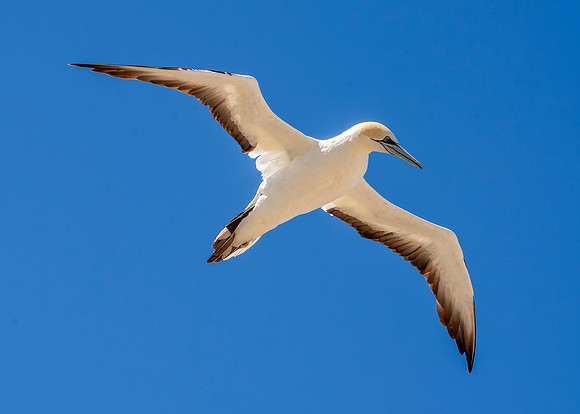 Southern, Australasian Gannet