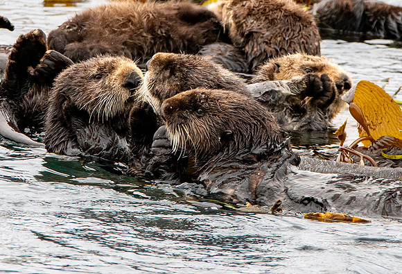 Sea Otter
