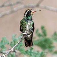 White eared hummingbird