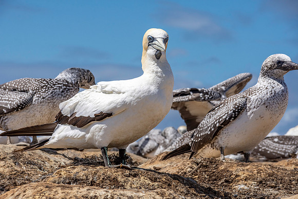 Southern, Australasian Gannet