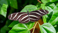 Zebra longwing