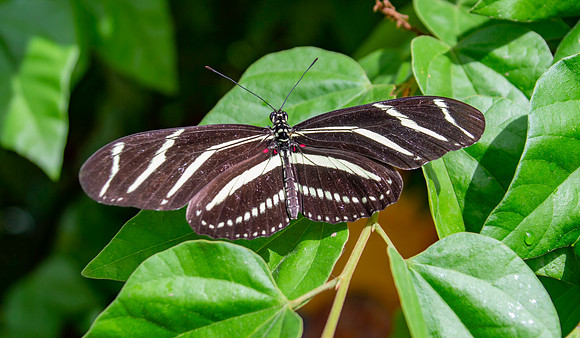 Zebra longwing
