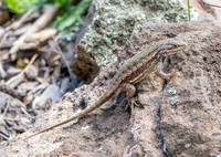 Sagebrush lizard