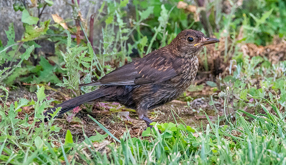 Common blackbird, female