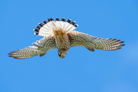 Common Eurasian kestrel