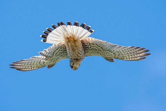 Common Eurasian kestrel